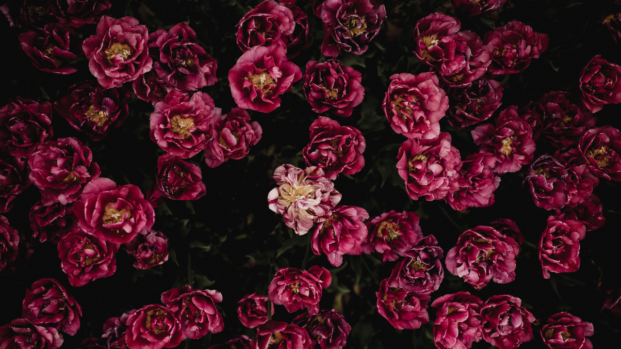 Pétales de Fleurs Rouges et Blanches. Wallpaper in 1280x720 Resolution