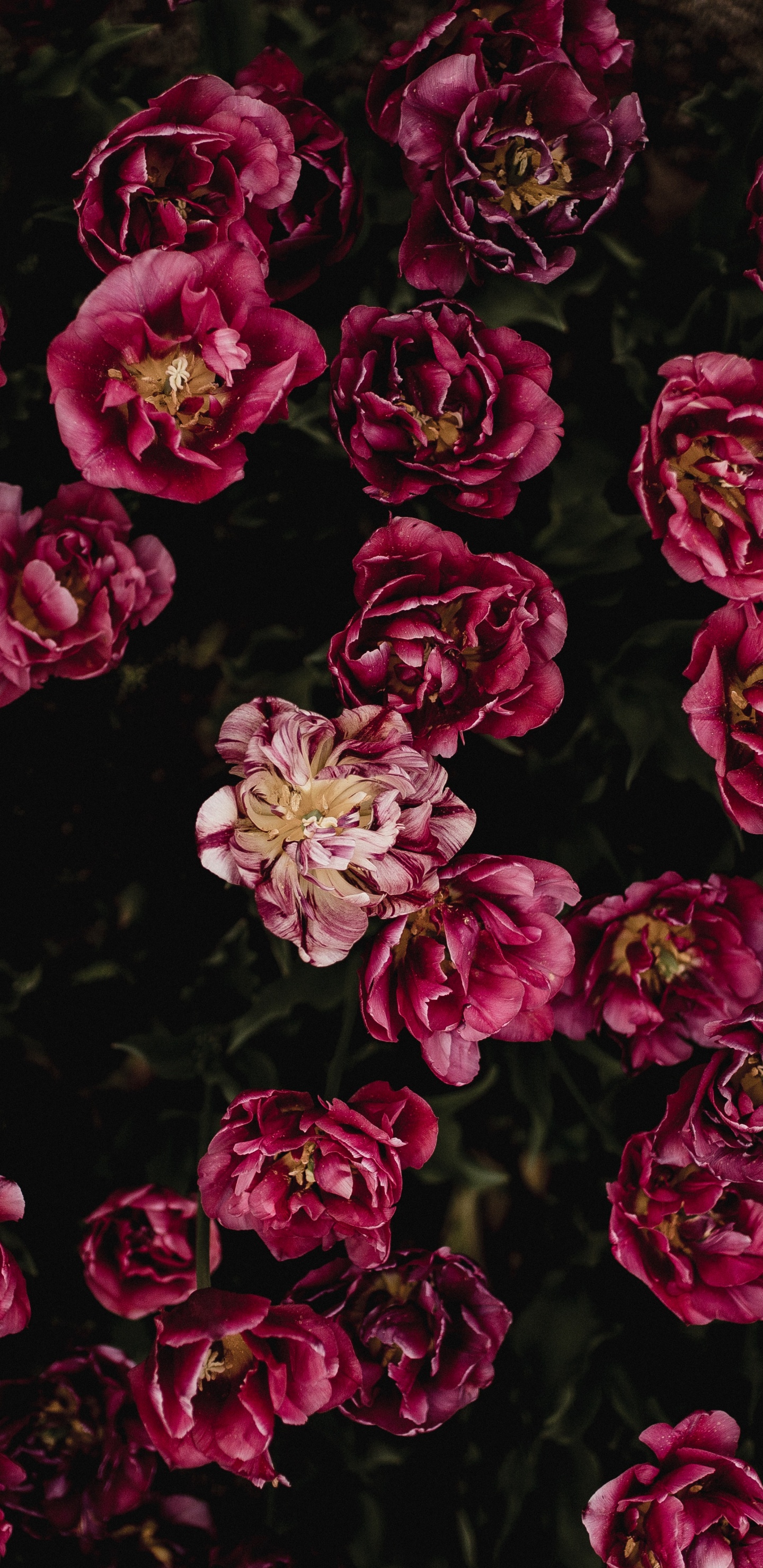 Rote Und Weiße Blütenblätter. Wallpaper in 1440x2960 Resolution