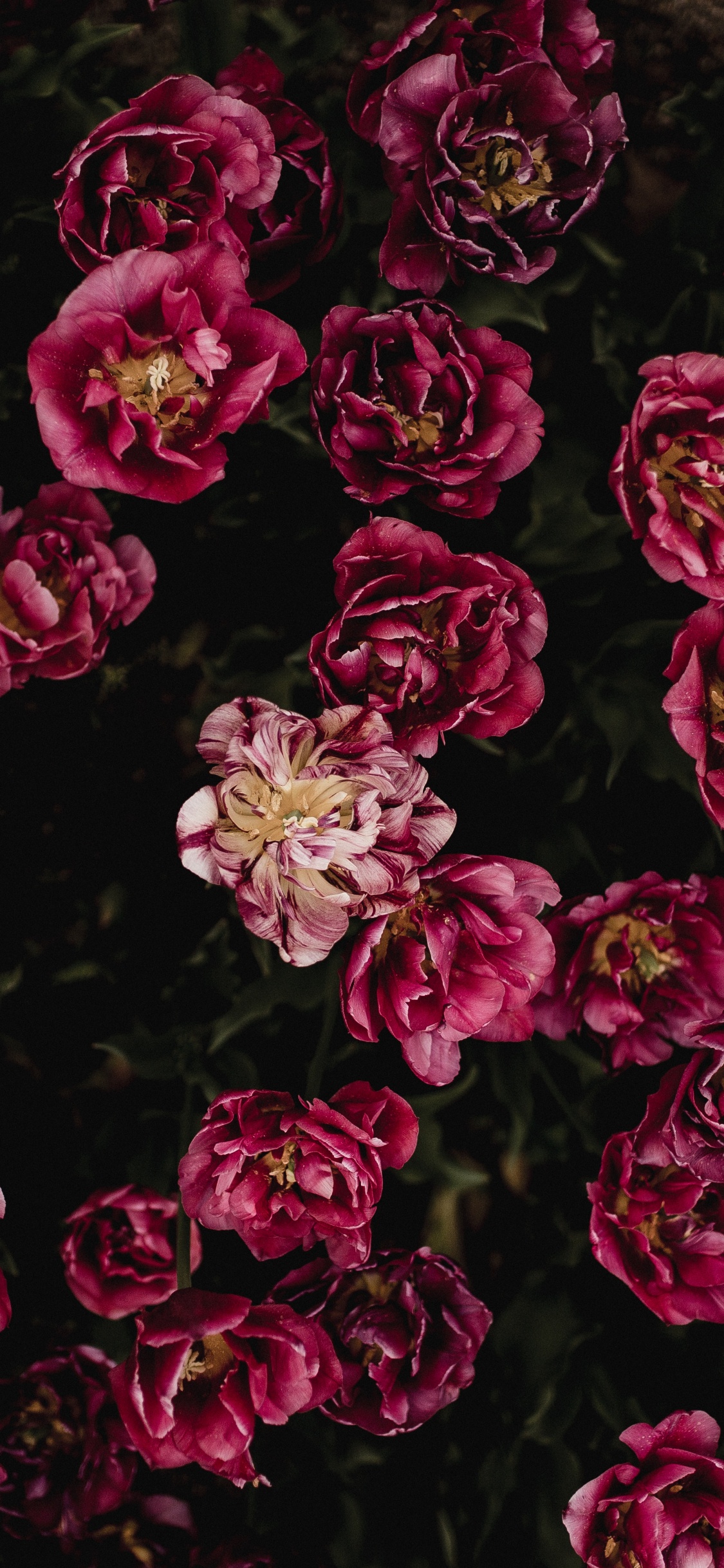 Pétalos de Flores Rojas y Blancas. Wallpaper in 1125x2436 Resolution