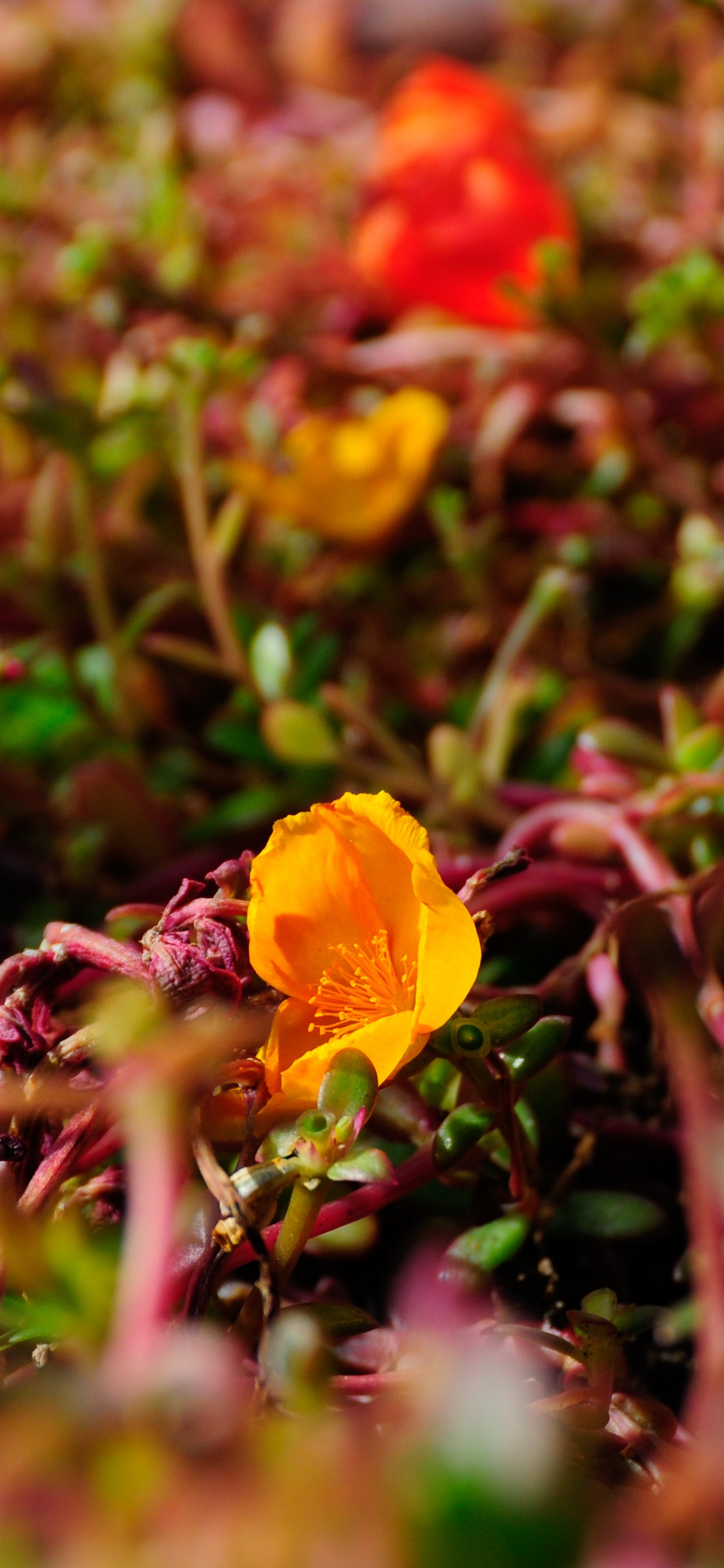 Yellow Flower on Green Grass. Wallpaper in 1242x2688 Resolution