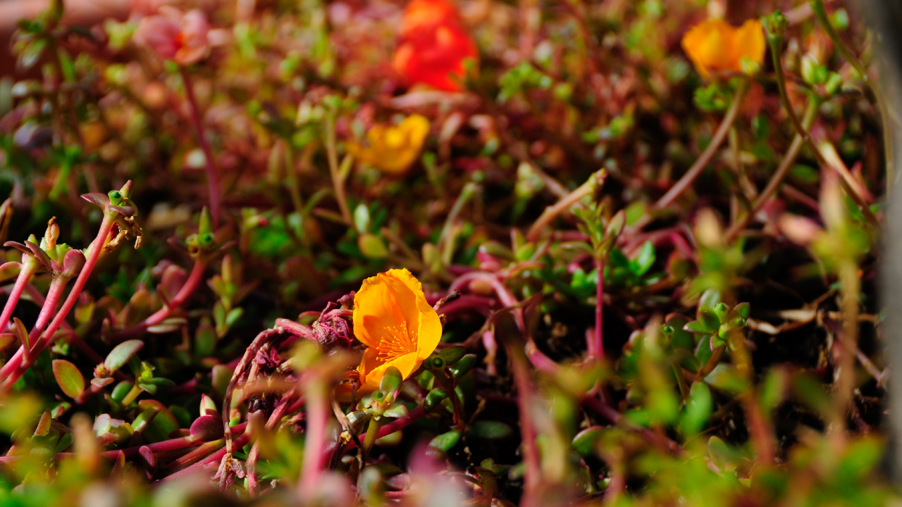Yellow Flower on Green Grass. Wallpaper in 1280x720 Resolution