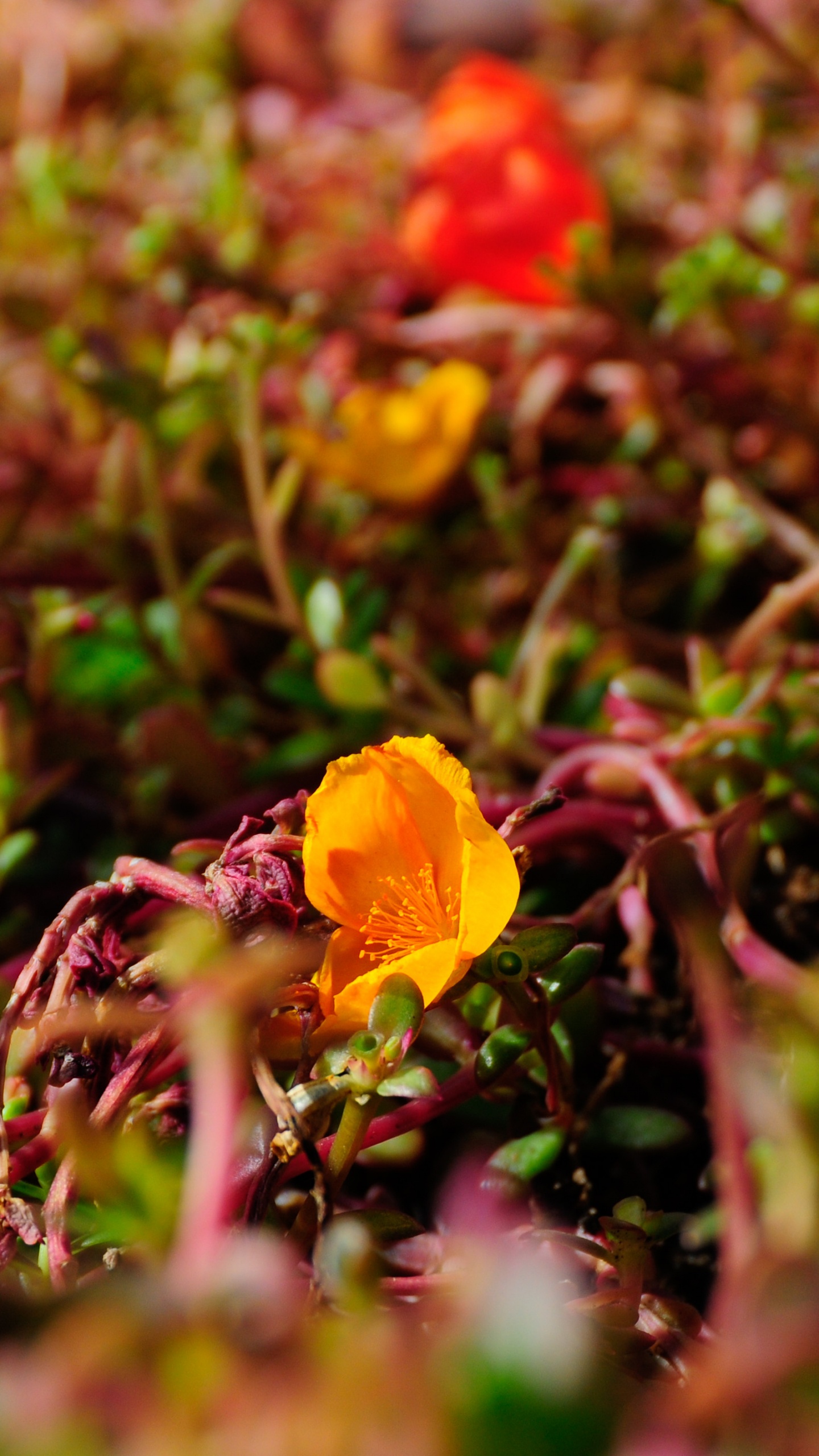 Yellow Flower on Green Grass. Wallpaper in 1440x2560 Resolution