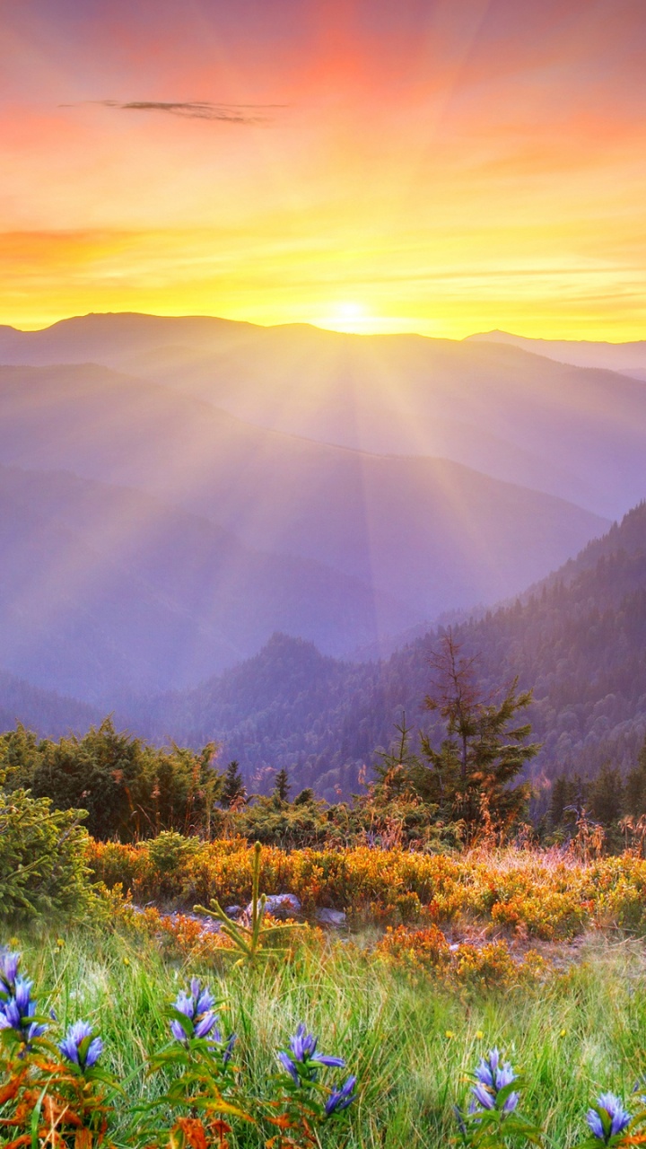 Campo de Flores Moradas Cerca de la Montaña Durante el Día. Wallpaper in 720x1280 Resolution