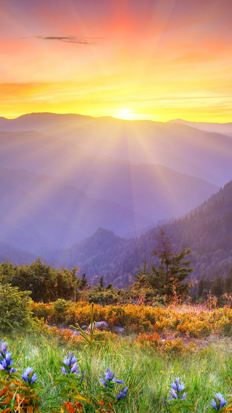 Lila Blumenfeld in Der Nähe Des Berges Tagsüber. Wallpaper in 750x1334 Resolution