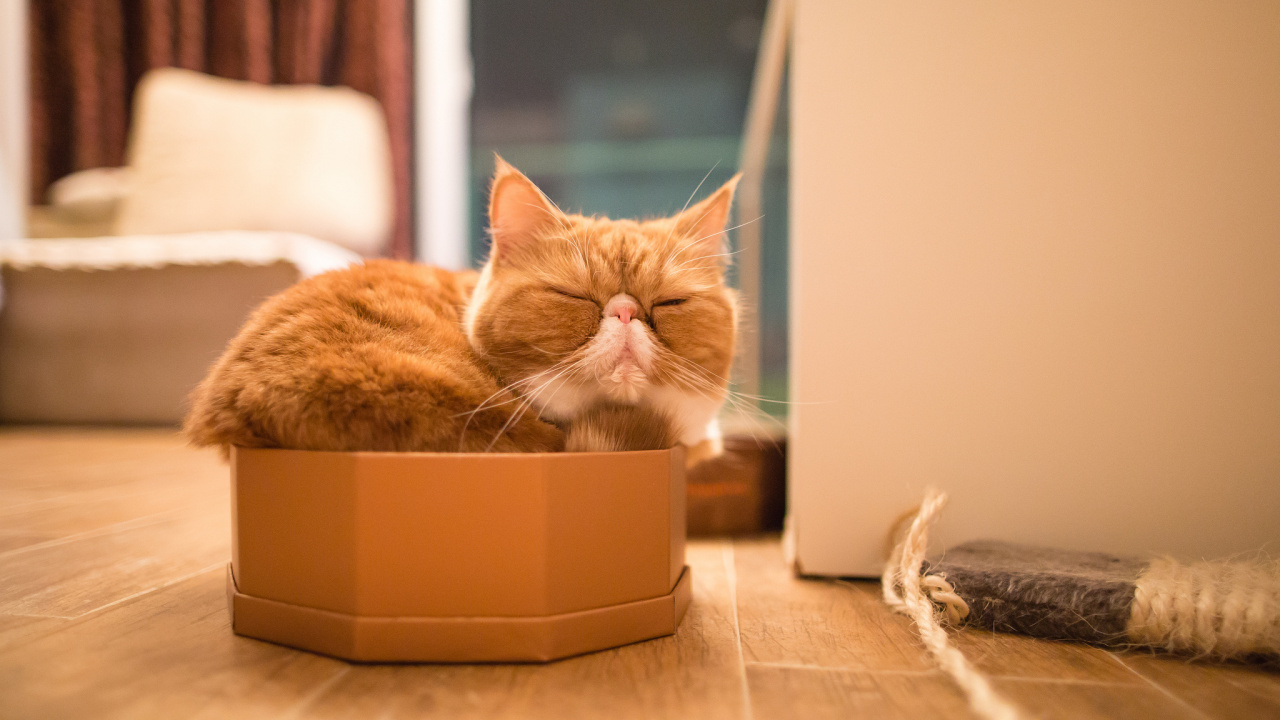 Chat Tigré Orange Dans Une Boîte en Carton Marron. Wallpaper in 1280x720 Resolution