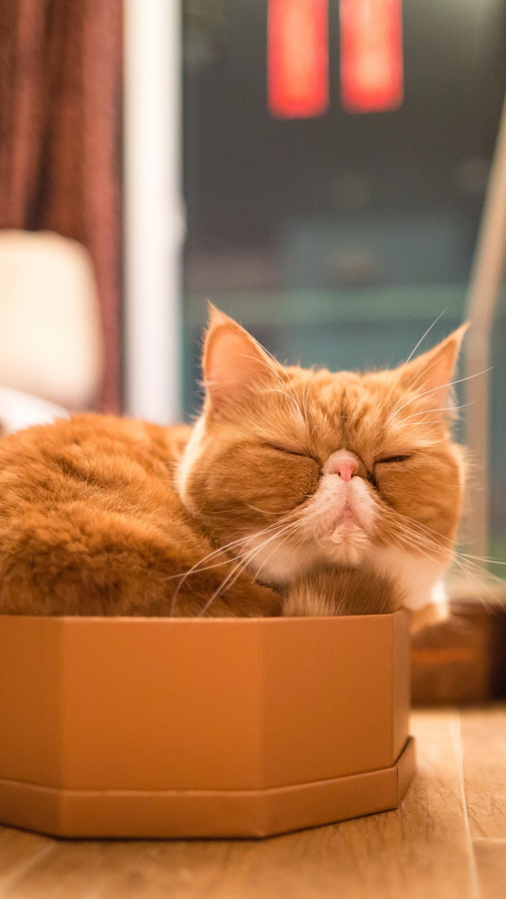 Orange Getigerte Katze im Braunen Karton. Wallpaper in 720x1280 Resolution