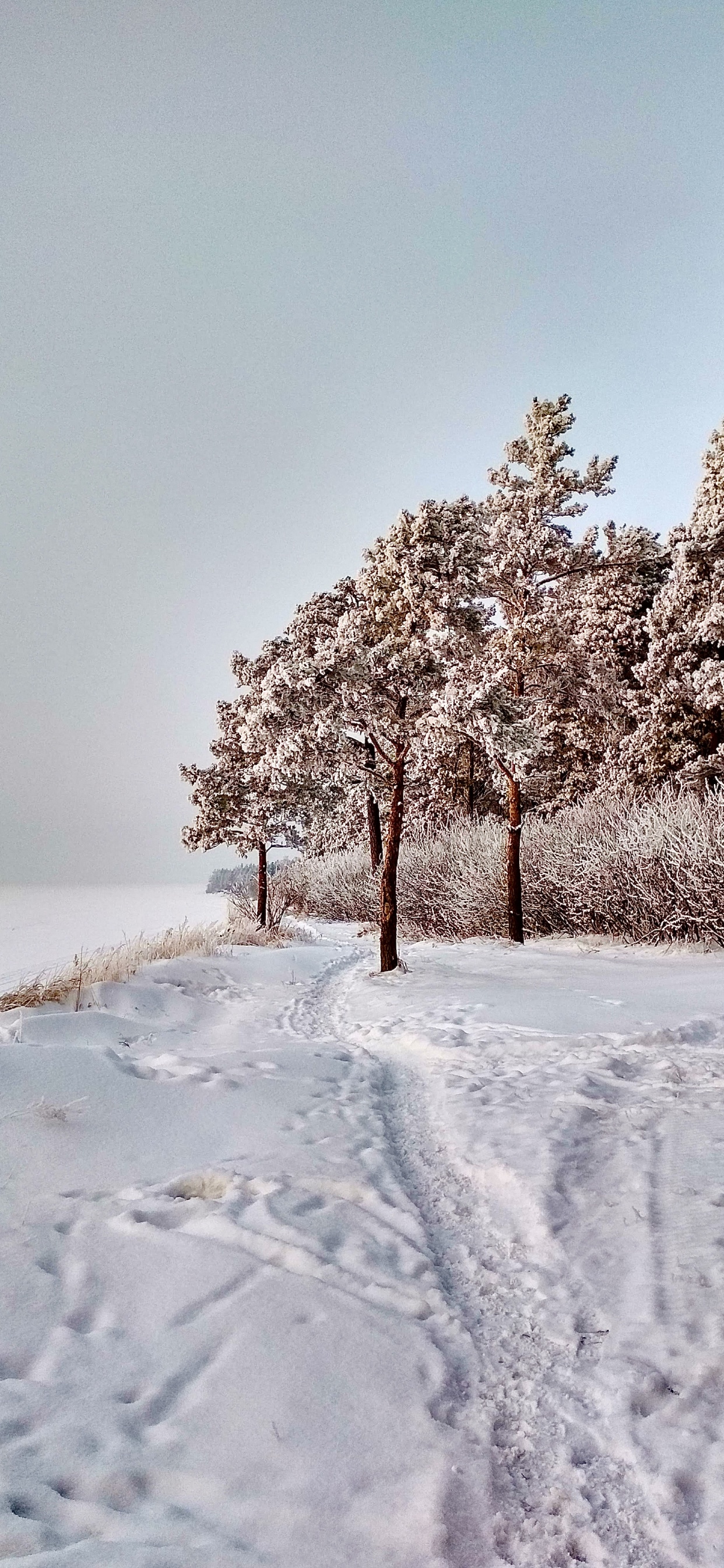 Neige, Paysage Naturel, Rameau, Pente, Congélation. Wallpaper in 1242x2688 Resolution