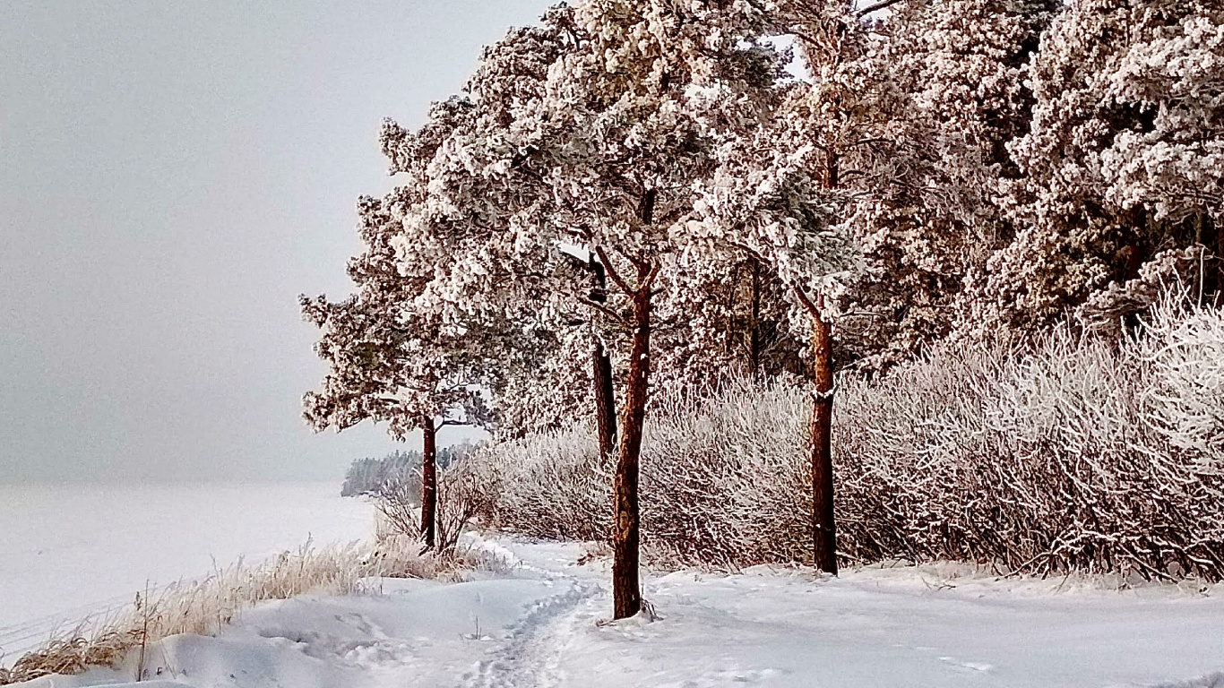 Neige, Paysage Naturel, Rameau, Pente, Congélation. Wallpaper in 1366x768 Resolution