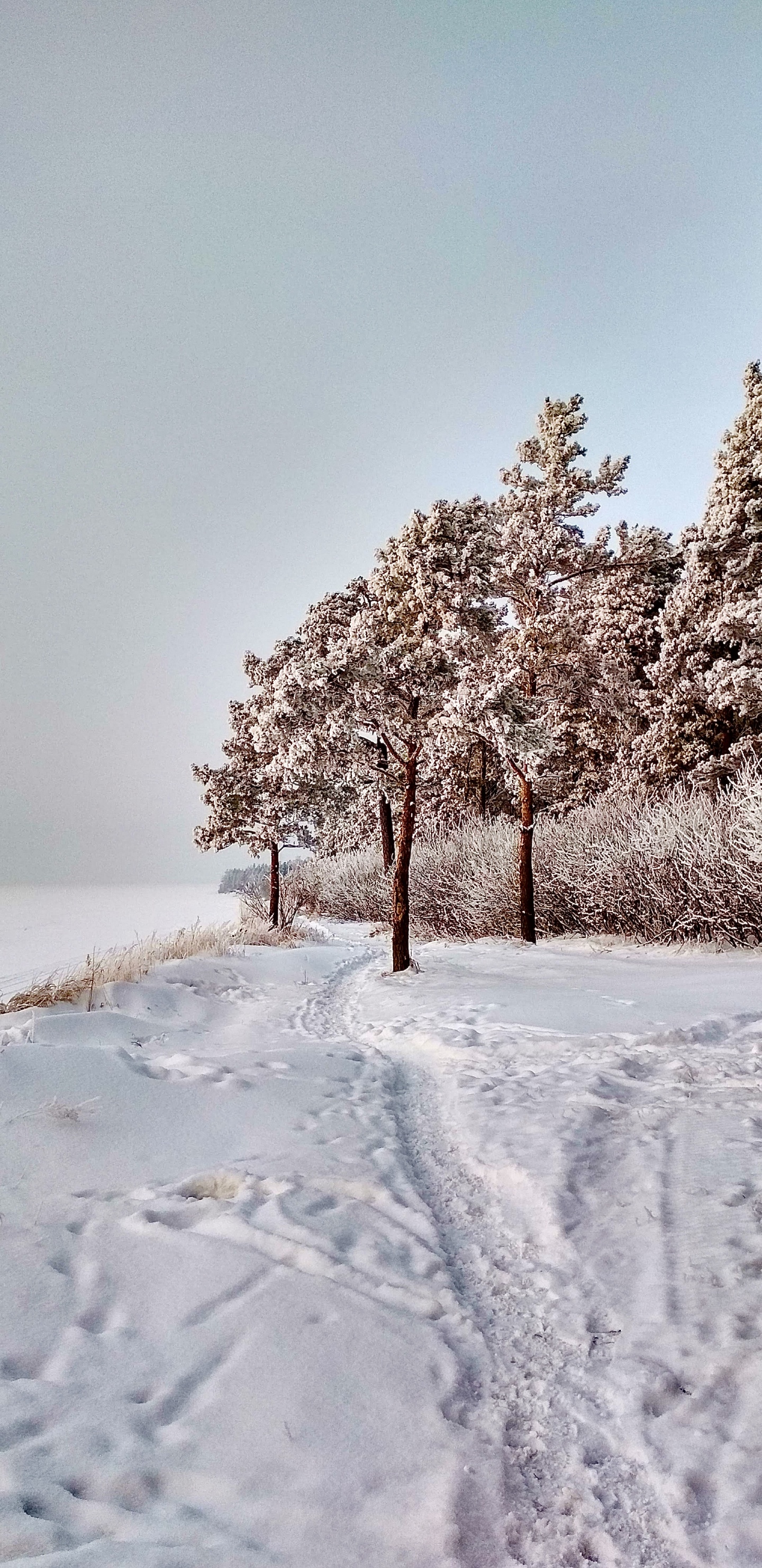 Nieve, Paisaje Natural, Sucursal, Ramita, Pendiente. Wallpaper in 1440x2960 Resolution