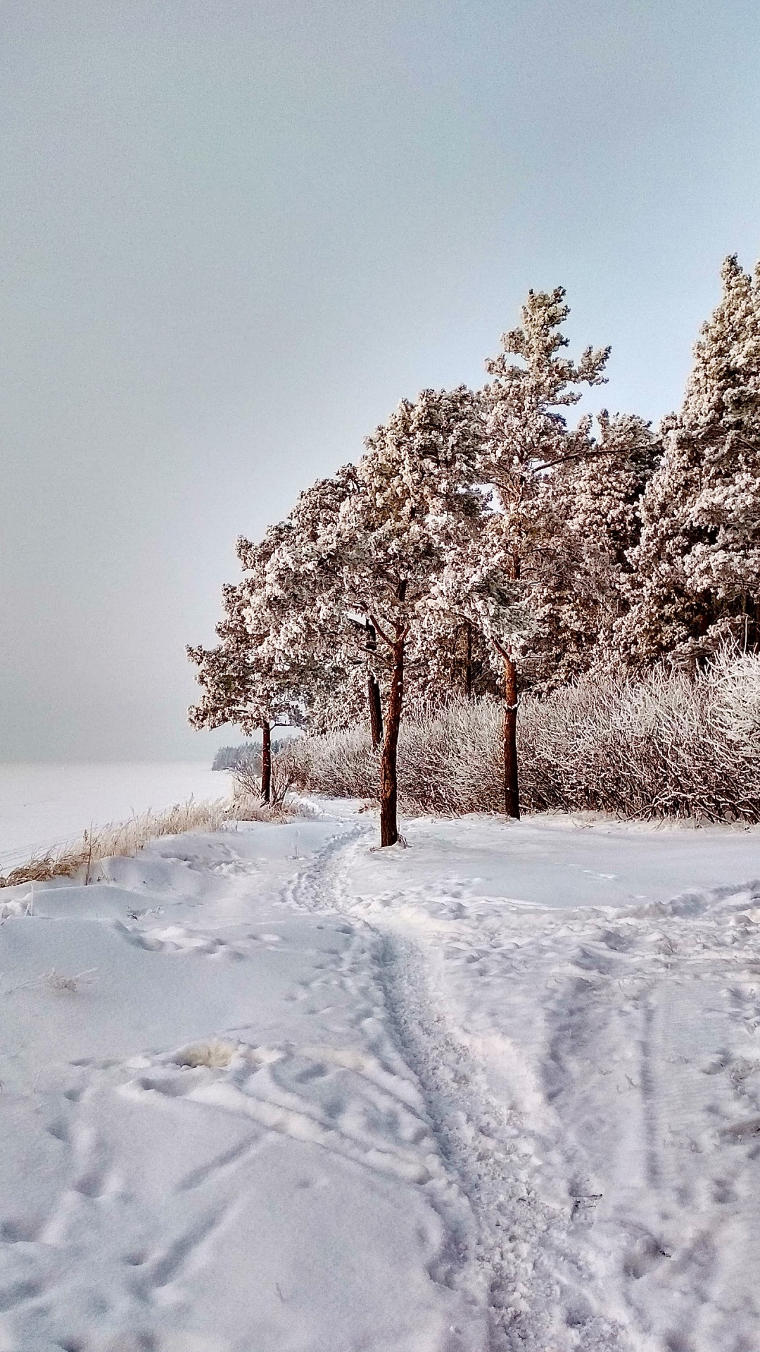 Schnee, Naturlandschaft, Branch, Zweig, Baum. Wallpaper in 1080x1920 Resolution