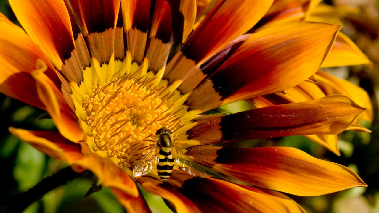Abeja Amarilla y Negra Sobre Flor Amarilla. Wallpaper in 1280x720 Resolution