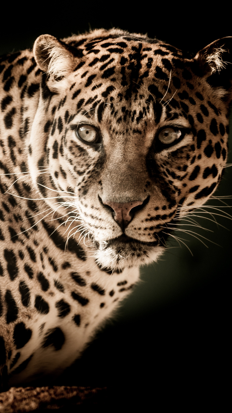 Black and Brown Leopard on Black Background. Wallpaper in 750x1334 Resolution