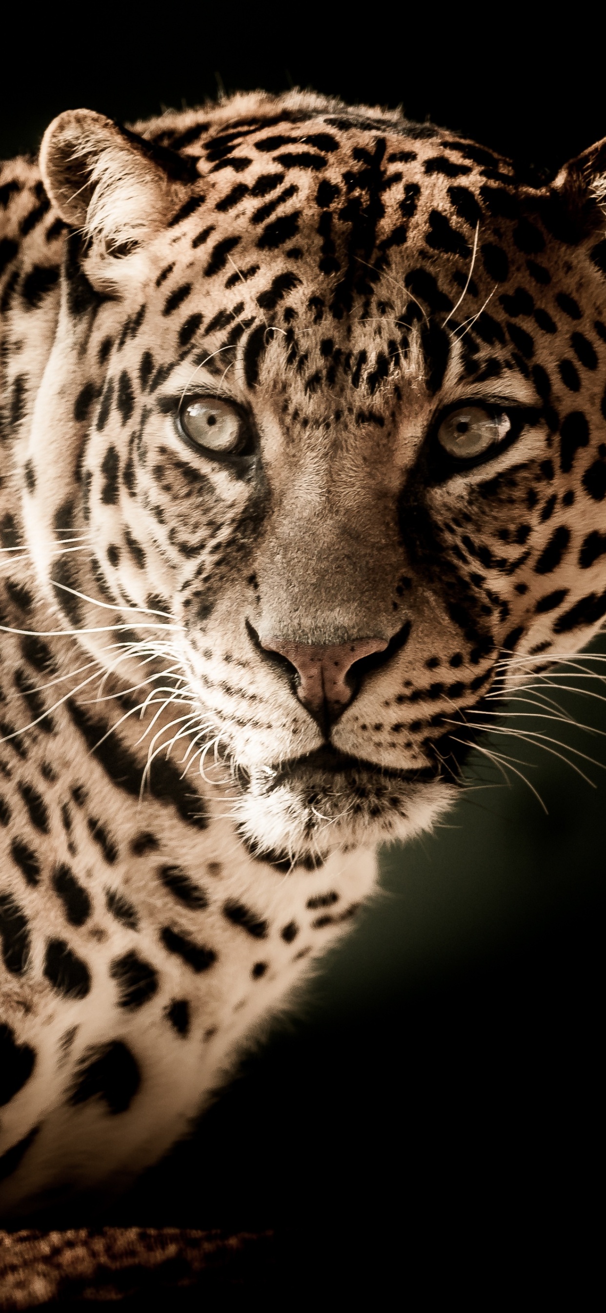 Léopard Noir et Marron Sur Fond Noir. Wallpaper in 1242x2688 Resolution