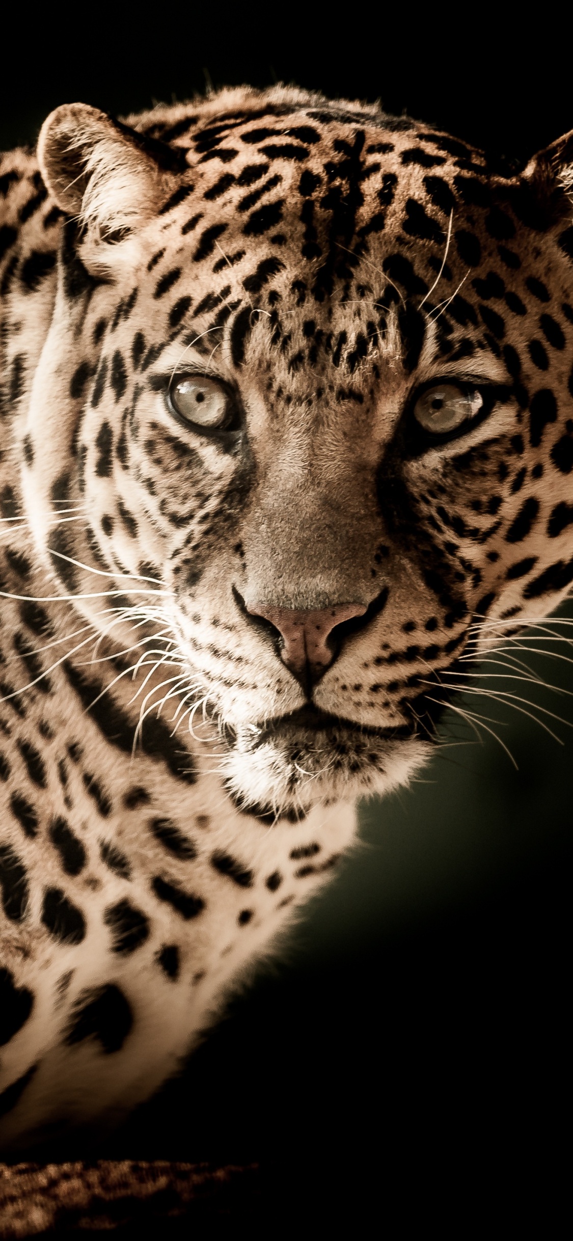 Schwarzer Und Brauner Leopard Auf Schwarzem Hintergrund. Wallpaper in 1125x2436 Resolution