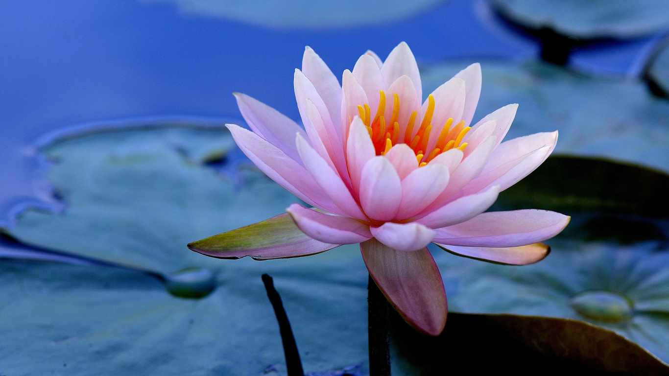 Pink Lotus Flower in Bloom During Daytime. Wallpaper in 1366x768 Resolution