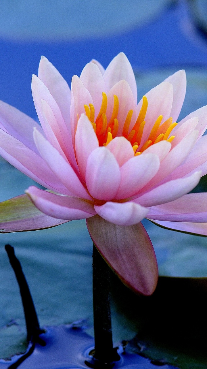 Fleur de Lotus Rose en Fleurs Pendant la Journée. Wallpaper in 720x1280 Resolution