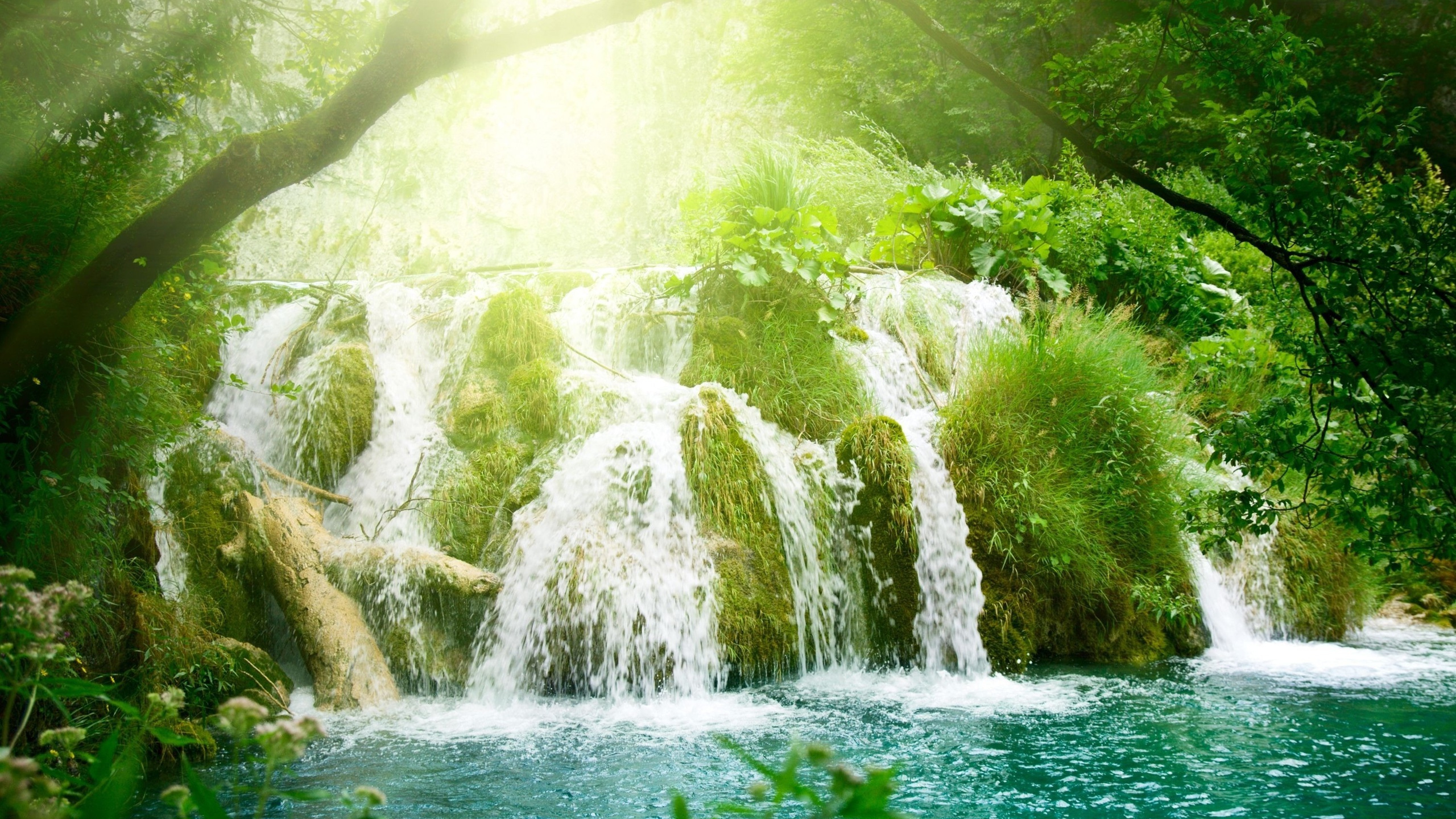 Cascades au Milieu Des Arbres Verts. Wallpaper in 2560x1440 Resolution