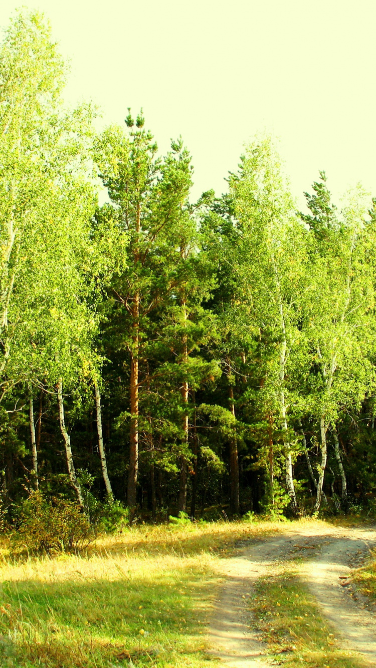 Tagsüber Grüne Bäume Auf Grüner Wiese Field. Wallpaper in 750x1334 Resolution