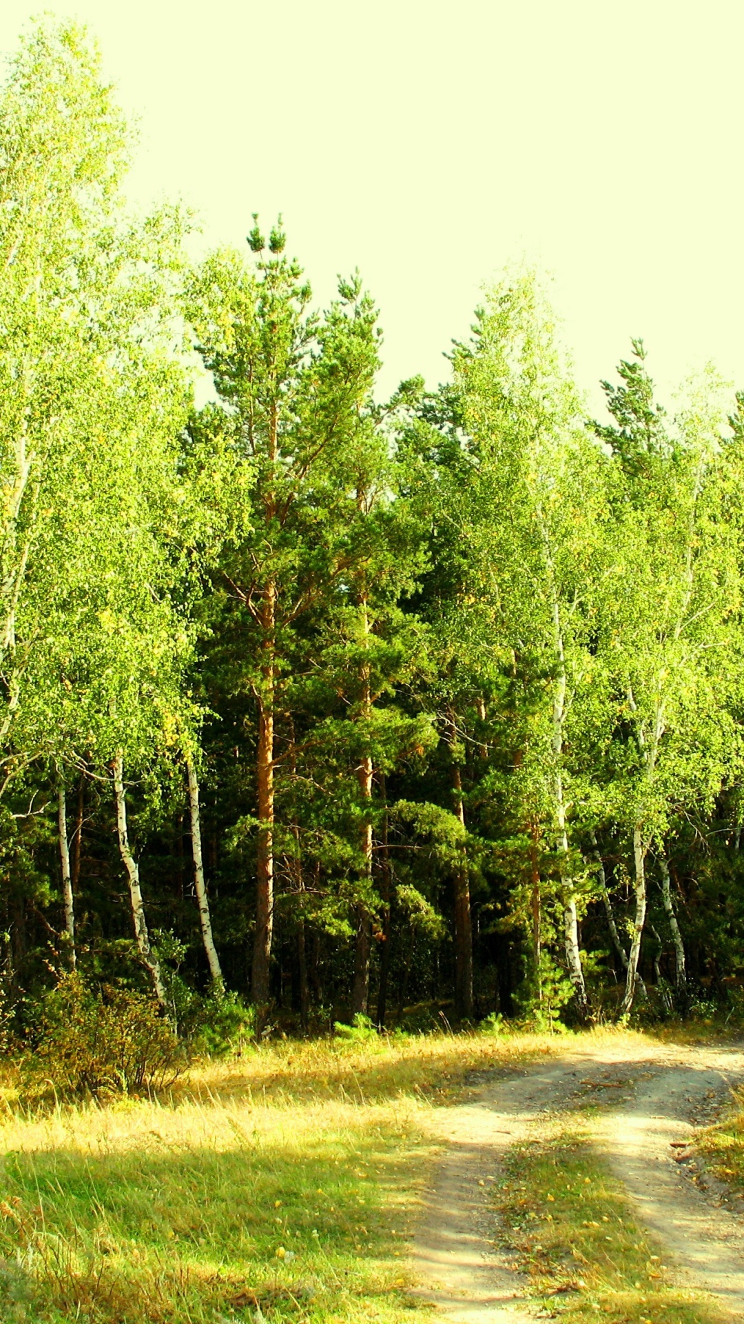 Green Trees on Green Grass Field During Daytime. Wallpaper in 1080x1920 Resolution