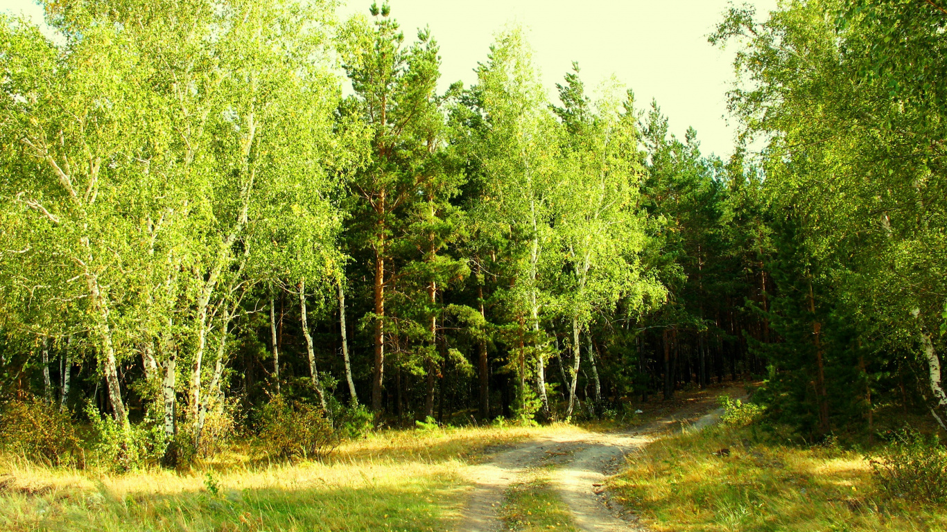 Green Trees on Green Grass Field During Daytime. Wallpaper in 1366x768 Resolution