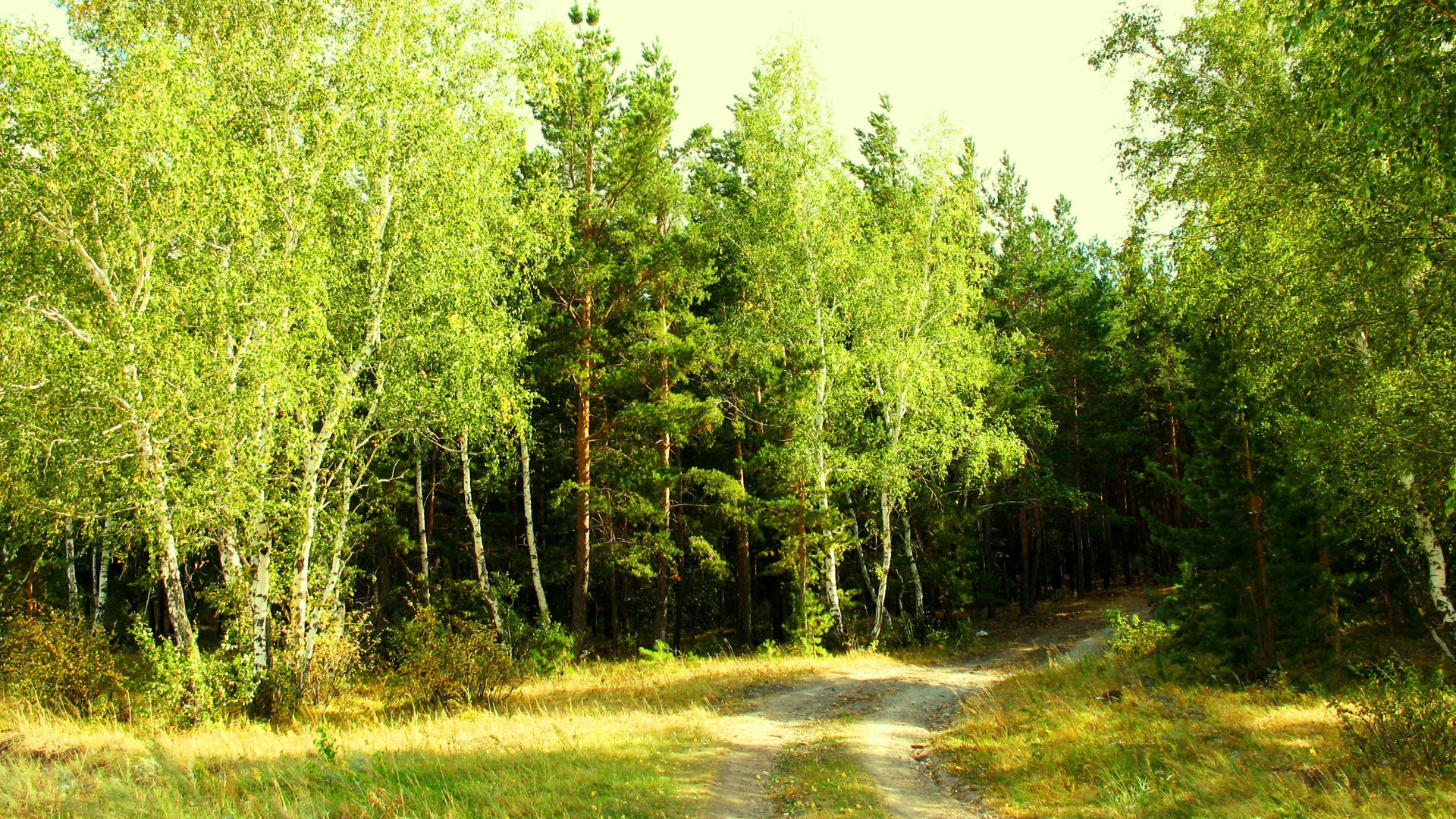 Green Trees on Green Grass Field During Daytime. Wallpaper in 1920x1080 Resolution