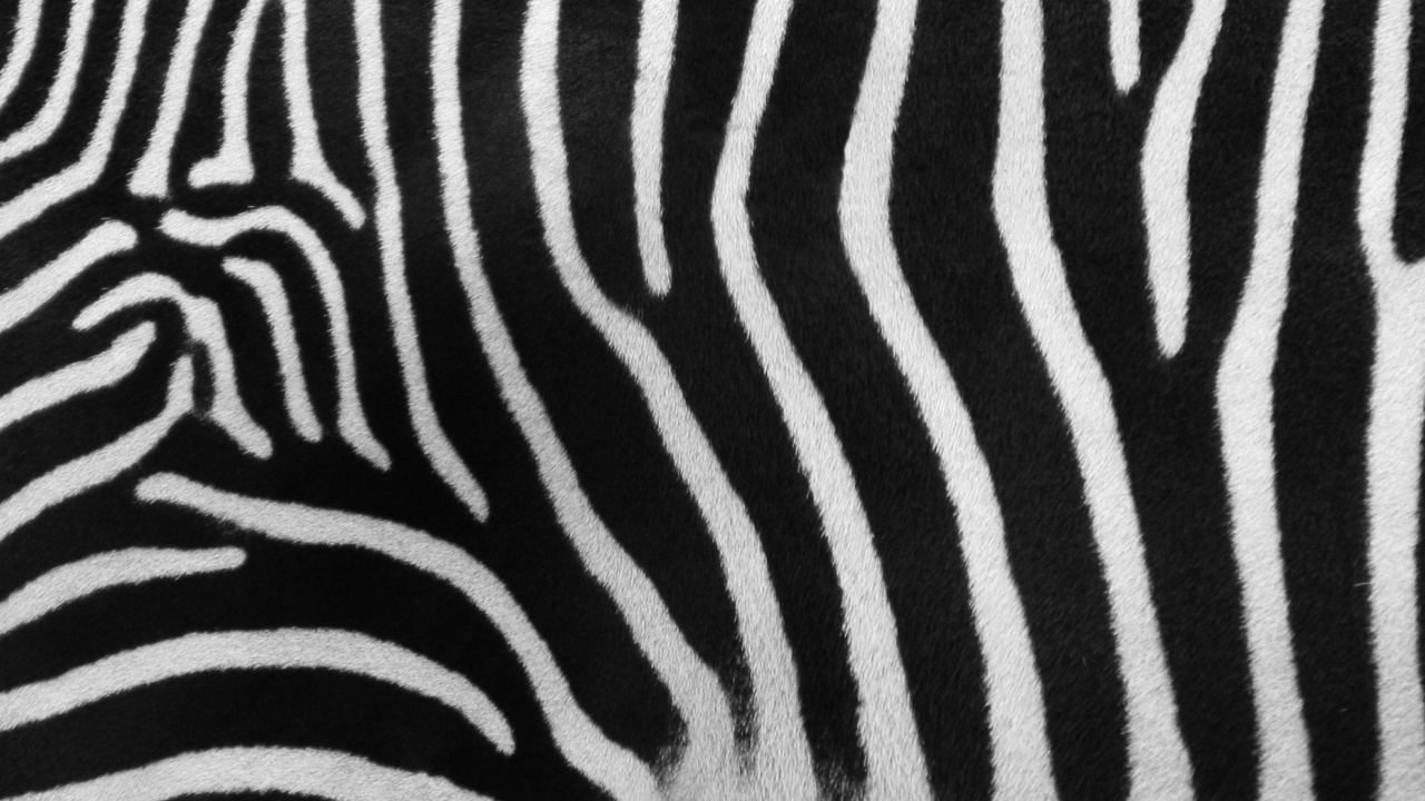 Schwarz-weißes Zebra-Textil. Wallpaper in 1280x720 Resolution