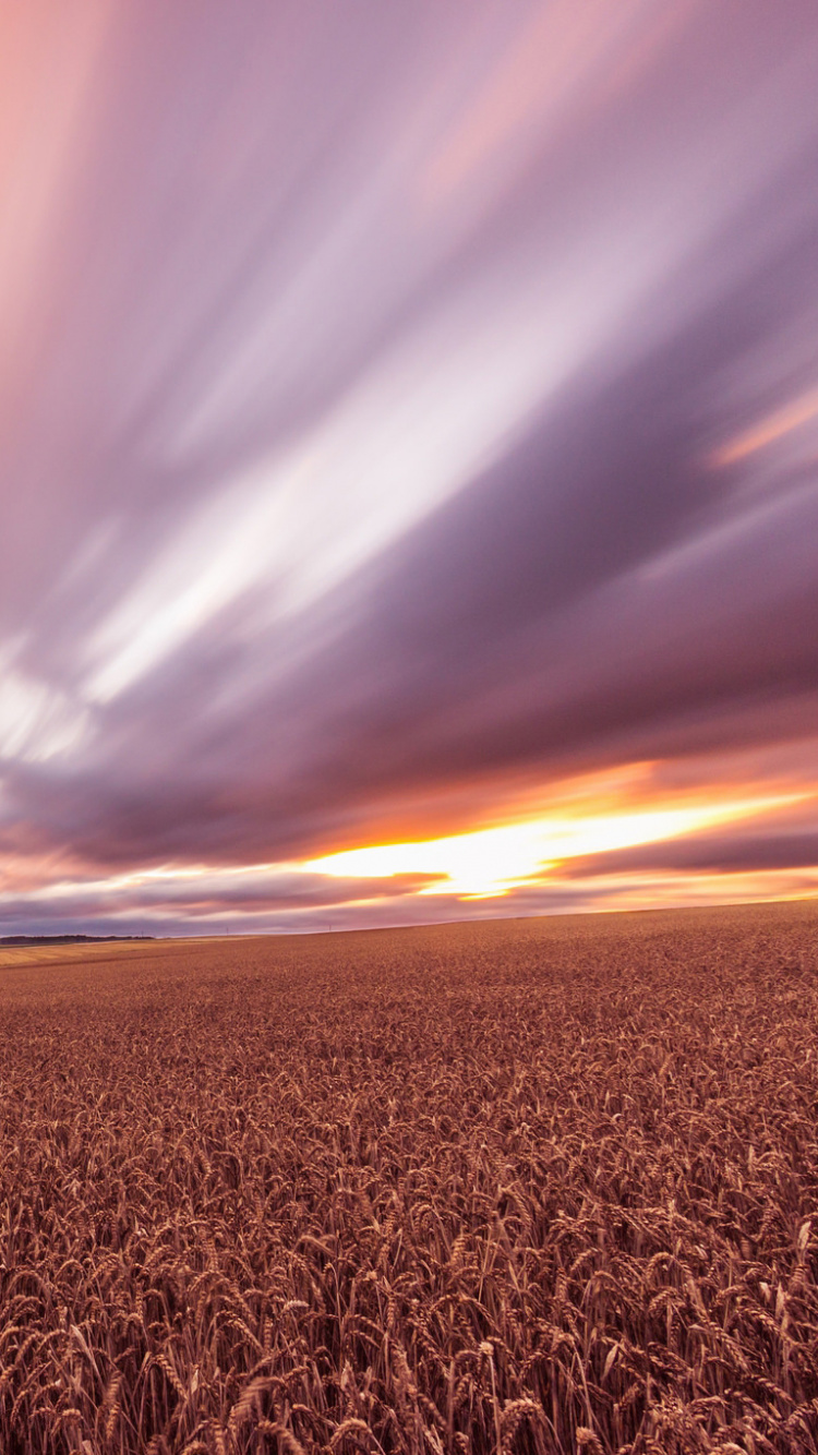 Brown Field Under Blue Sky During Daytime. Wallpaper in 750x1334 Resolution