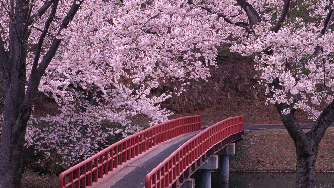 Pont Rouge Sur la Rivière Entre Les Arbres. Wallpaper in 1280x720 Resolution