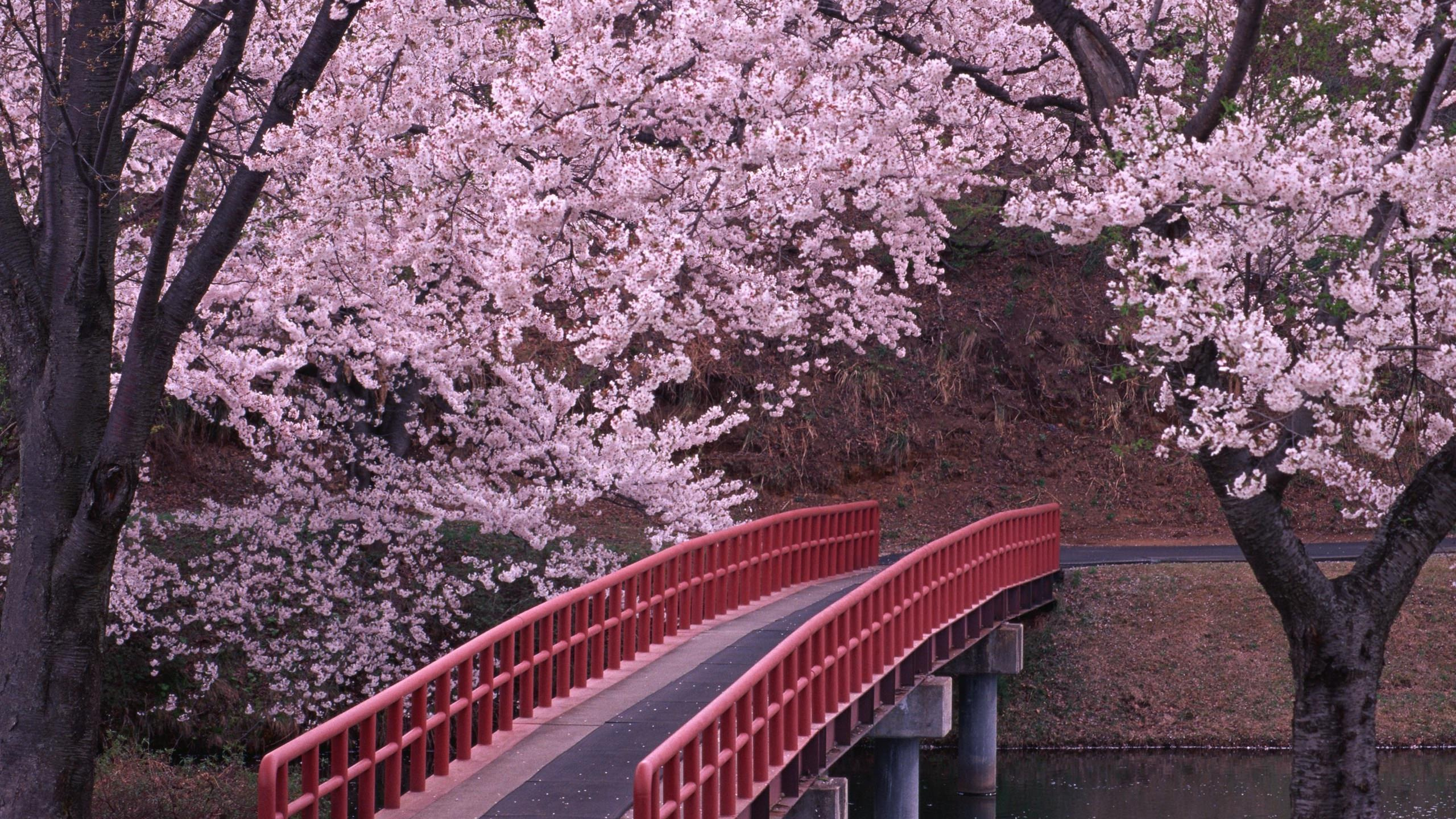 Red Bridge Over River Between Trees. Wallpaper in 2560x1440 Resolution