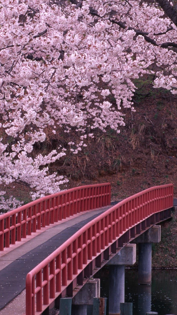 Puente Rojo Sobre el Río Entre Árboles. Wallpaper in 750x1334 Resolution
