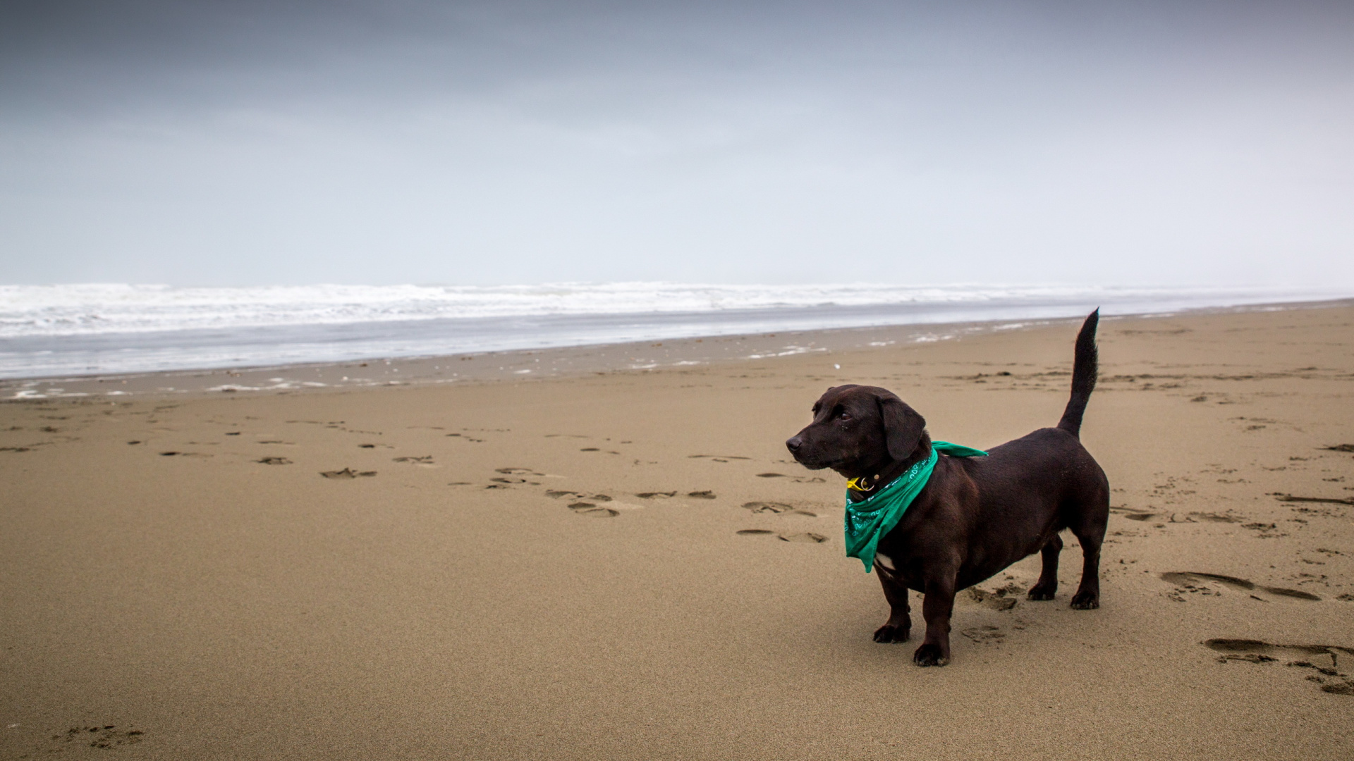 Chien à Poil Court Brun Assis Sur le Sable de la Plage Pendant la Journée. Wallpaper in 1920x1080 Resolution