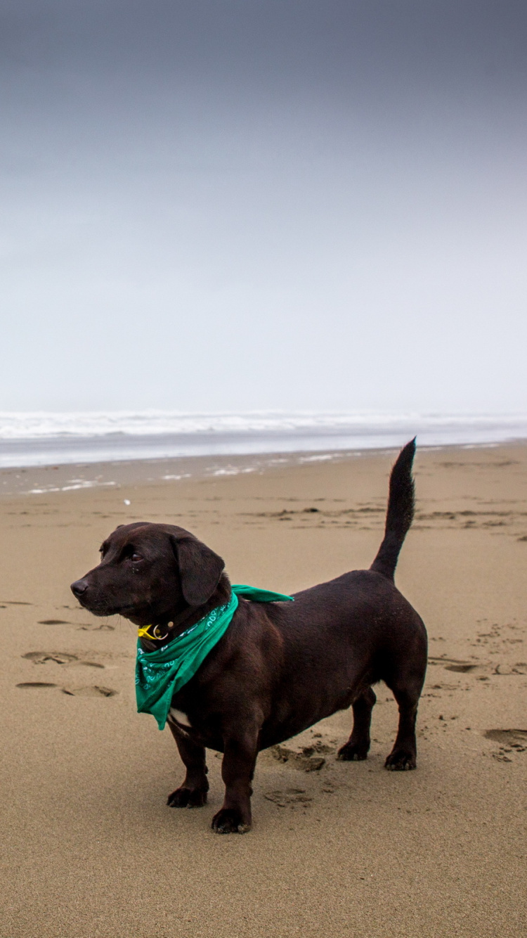 Brauner, Kurzhaariger Hund, Der Tagsüber Auf Strandsand Sitzt. Wallpaper in 750x1334 Resolution