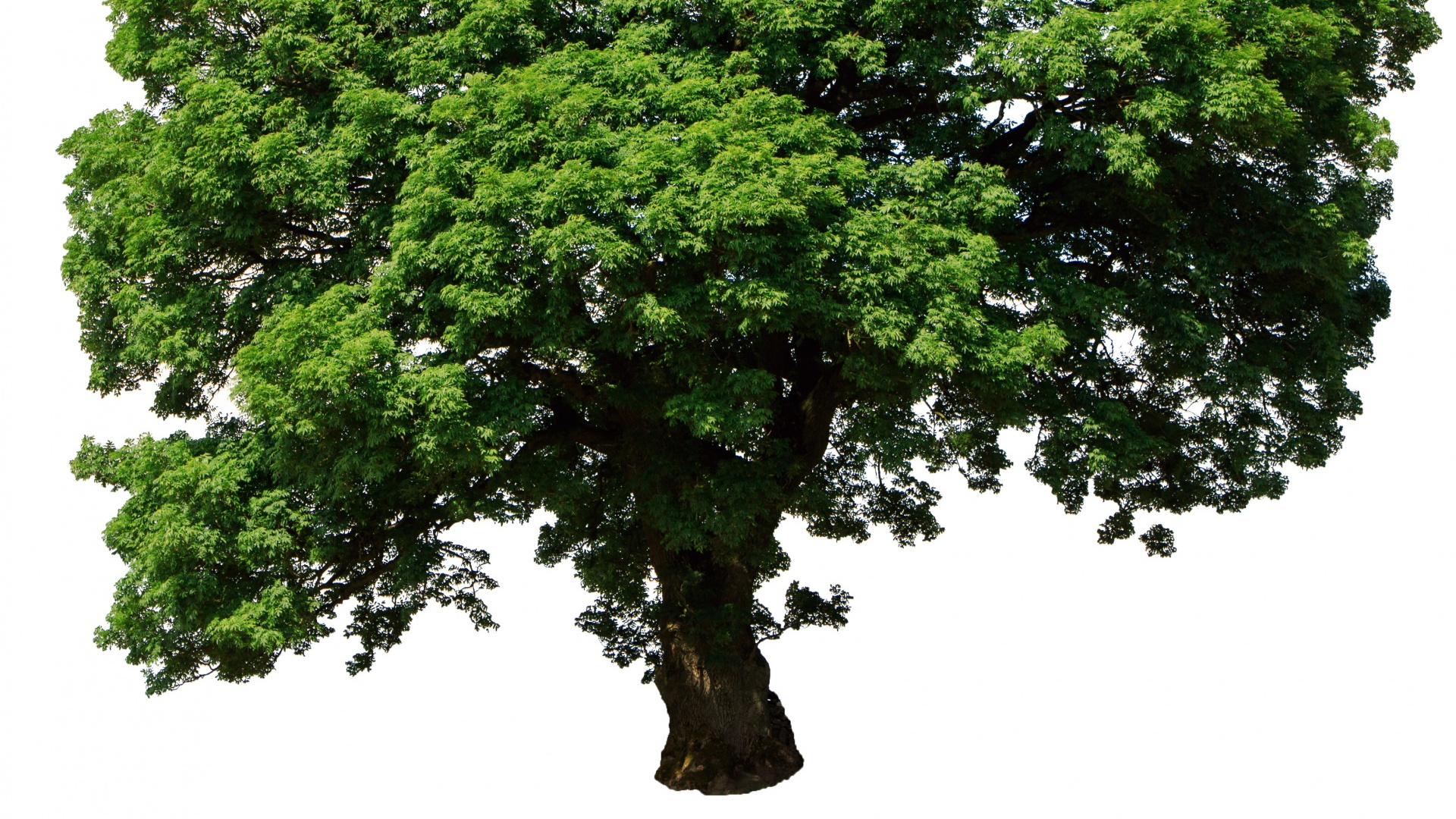 Grüner Baum Mit Weißem Hintergrund. Wallpaper in 1920x1080 Resolution