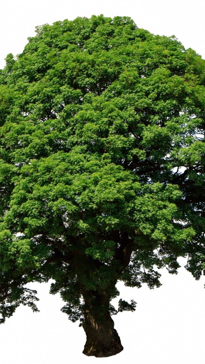 Arbre Vert Avec Fond Blanc. Wallpaper in 720x1280 Resolution