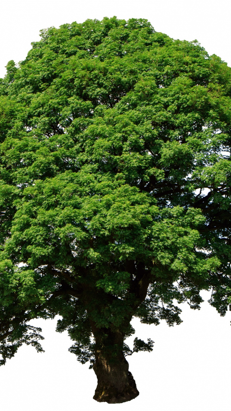 Arbre Vert Avec Fond Blanc. Wallpaper in 750x1334 Resolution