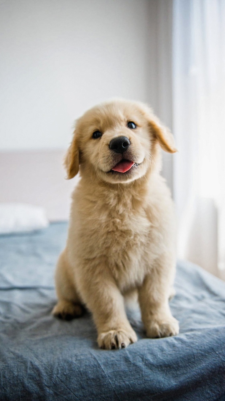 Labrador Retriever, Golden Retriever, Retriever, Dobermann, Dogge. Wallpaper in 720x1280 Resolution