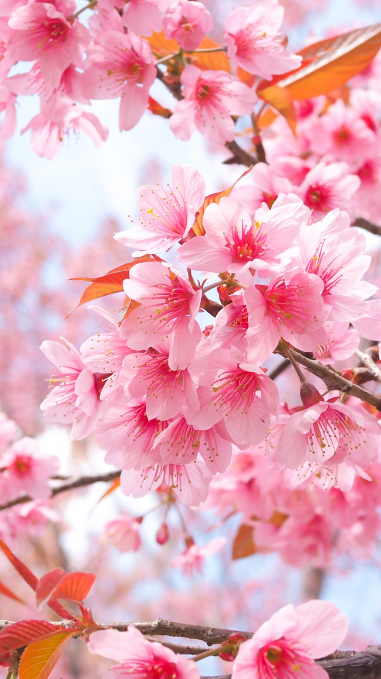 Kirschblüte, Natur, Laub, Vegetation, Branch. Wallpaper in 750x1334 Resolution