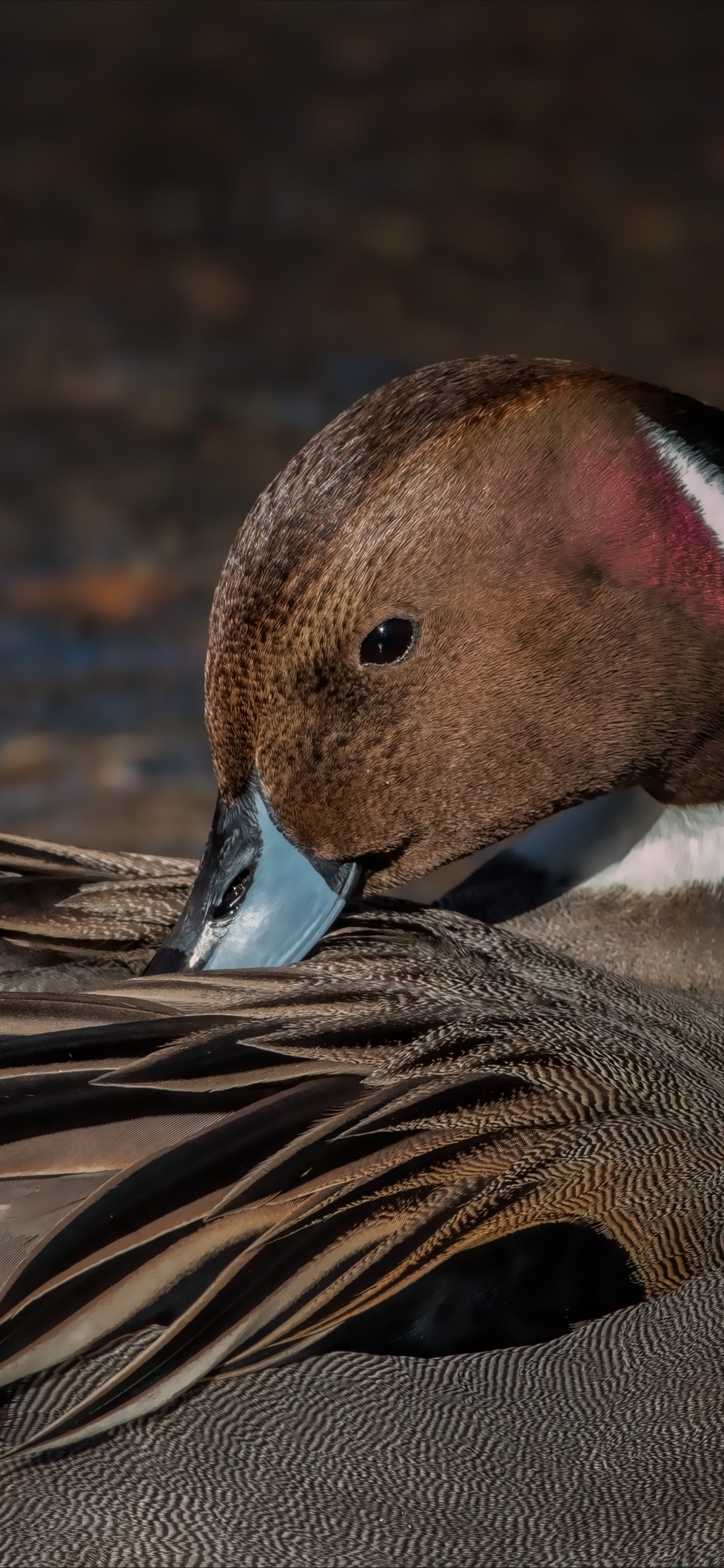 Brown and White Duck on Water. Wallpaper in 1125x2436 Resolution