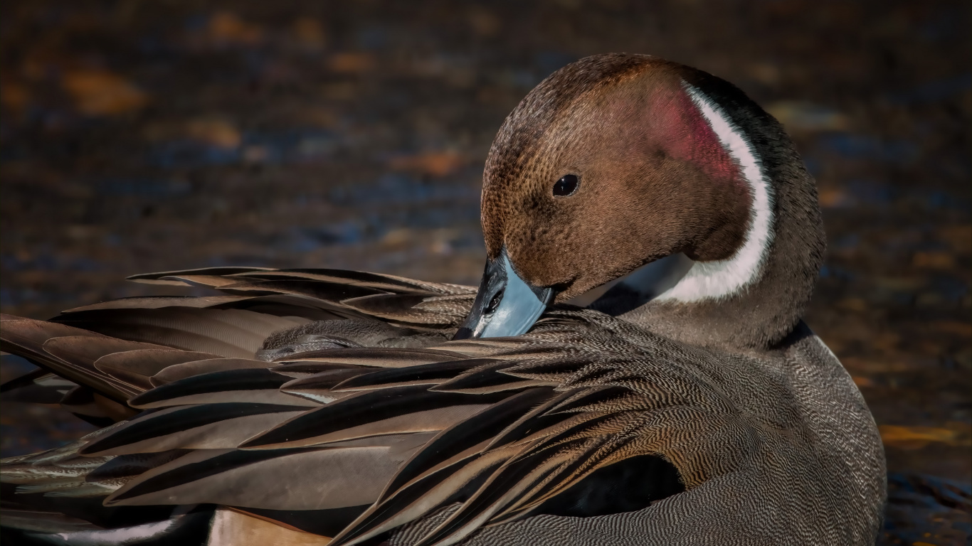 Brown and White Duck on Water. Wallpaper in 1366x768 Resolution