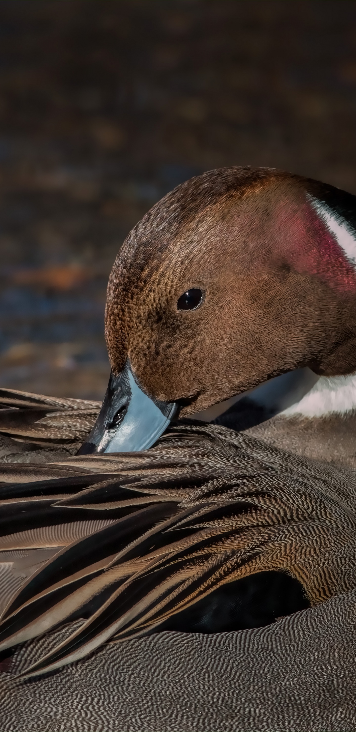 Canard Brun et Blanc Sur L'eau. Wallpaper in 1440x2960 Resolution