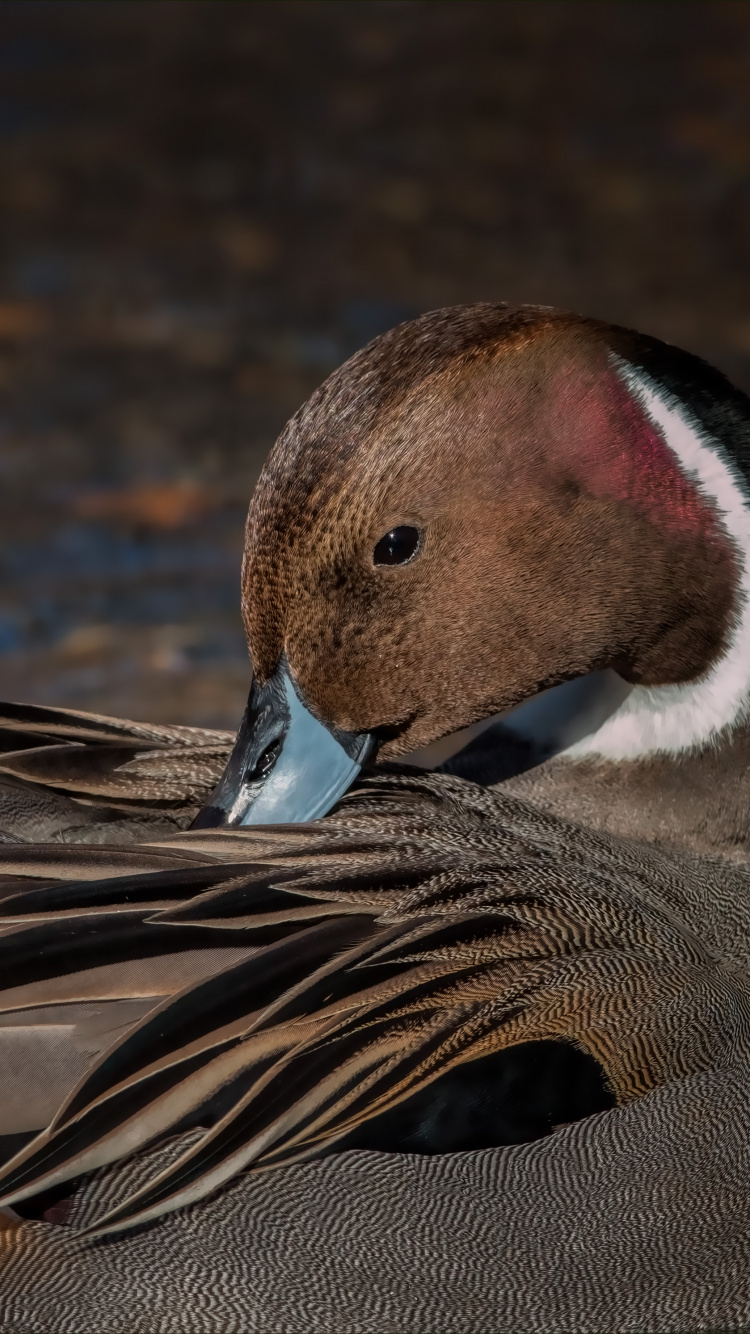 Canard Brun et Blanc Sur L'eau. Wallpaper in 750x1334 Resolution