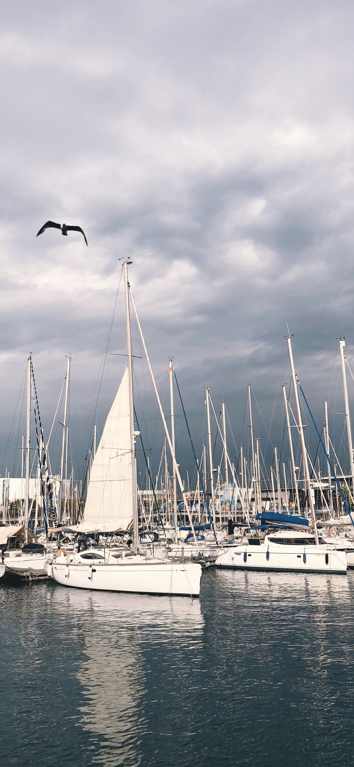 扬帆, 桅杆, 船只, 液体, 鸟 壁纸 1242x2688 允许