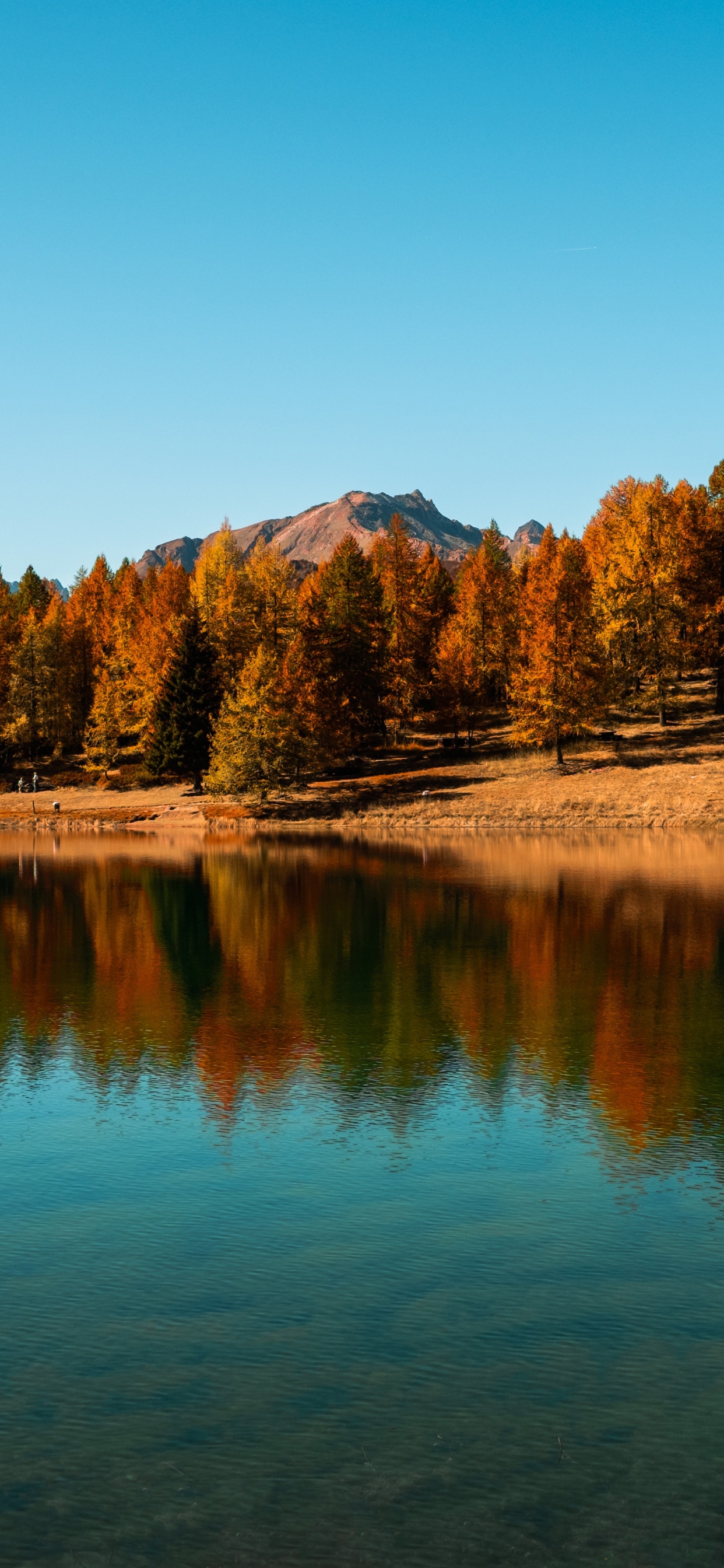 Arbres Bruns Près du Lac Sous Ciel Bleu Pendant la Journée. Wallpaper in 1242x2688 Resolution