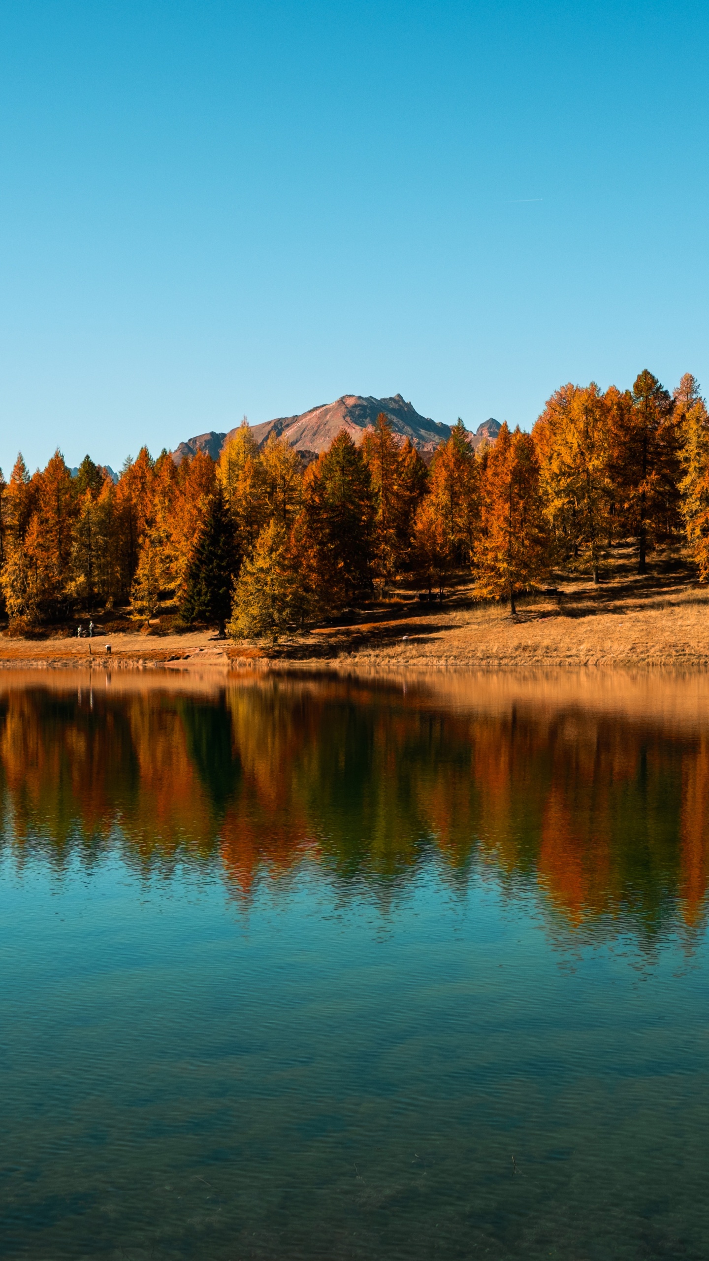 Arbres Bruns Près du Lac Sous Ciel Bleu Pendant la Journée. Wallpaper in 1440x2560 Resolution