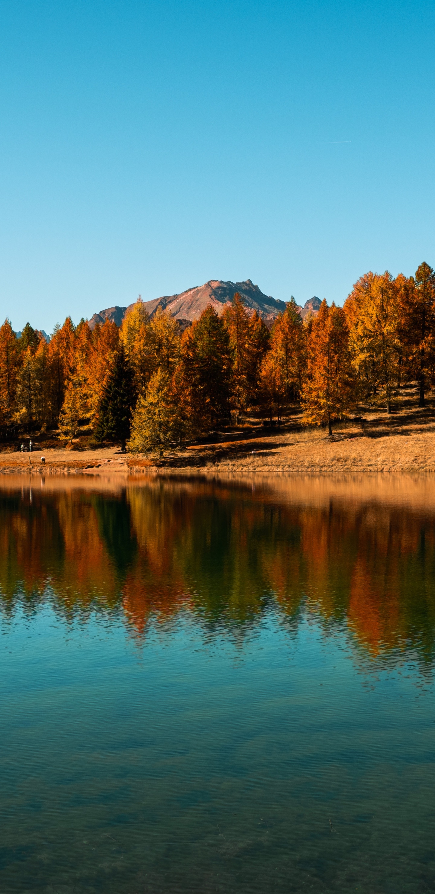 Arbres Bruns Près du Lac Sous Ciel Bleu Pendant la Journée. Wallpaper in 1440x2960 Resolution