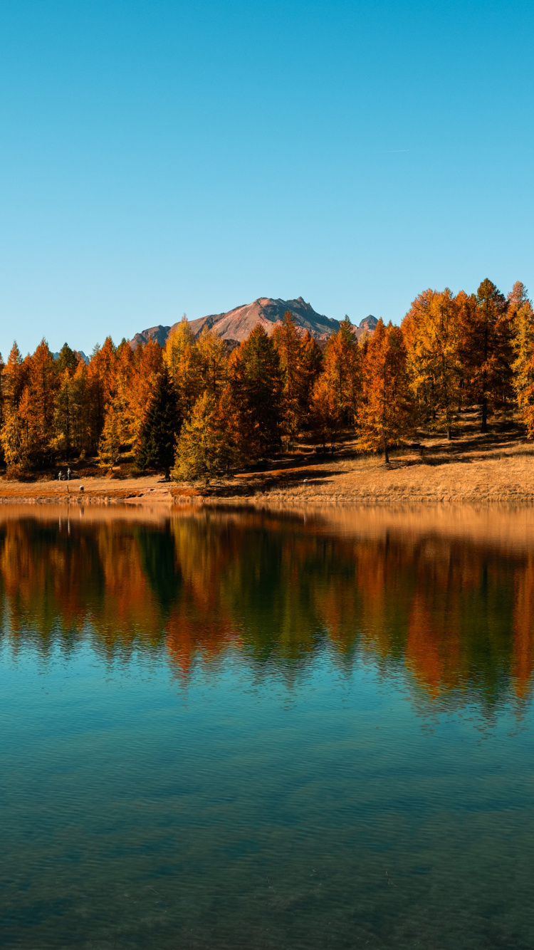 Arbres Bruns Près du Lac Sous Ciel Bleu Pendant la Journée. Wallpaper in 750x1334 Resolution