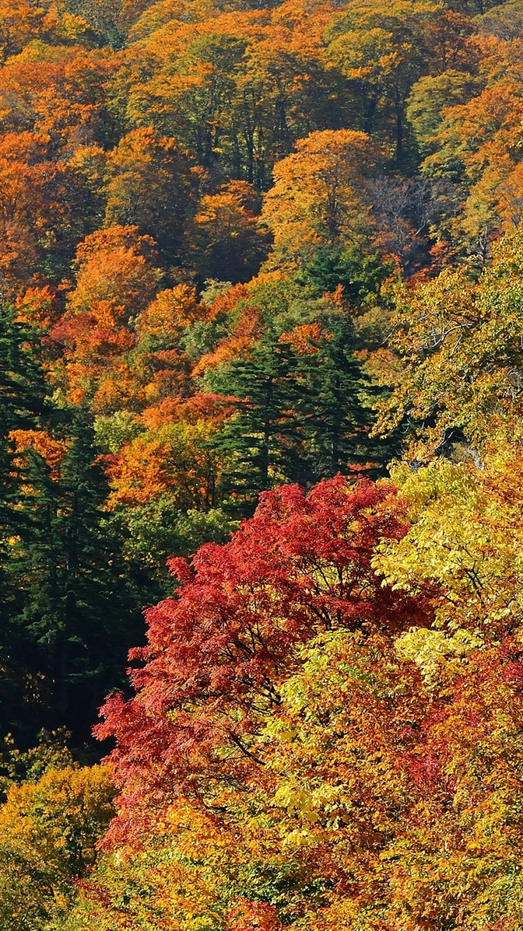 Tagsüber Grüne Und Rote Bäume. Wallpaper in 750x1334 Resolution