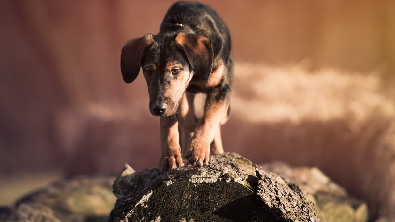 Snout, Dog Breed, Hunting Dog, Dog, Hunting. Wallpaper in 1280x720 Resolution