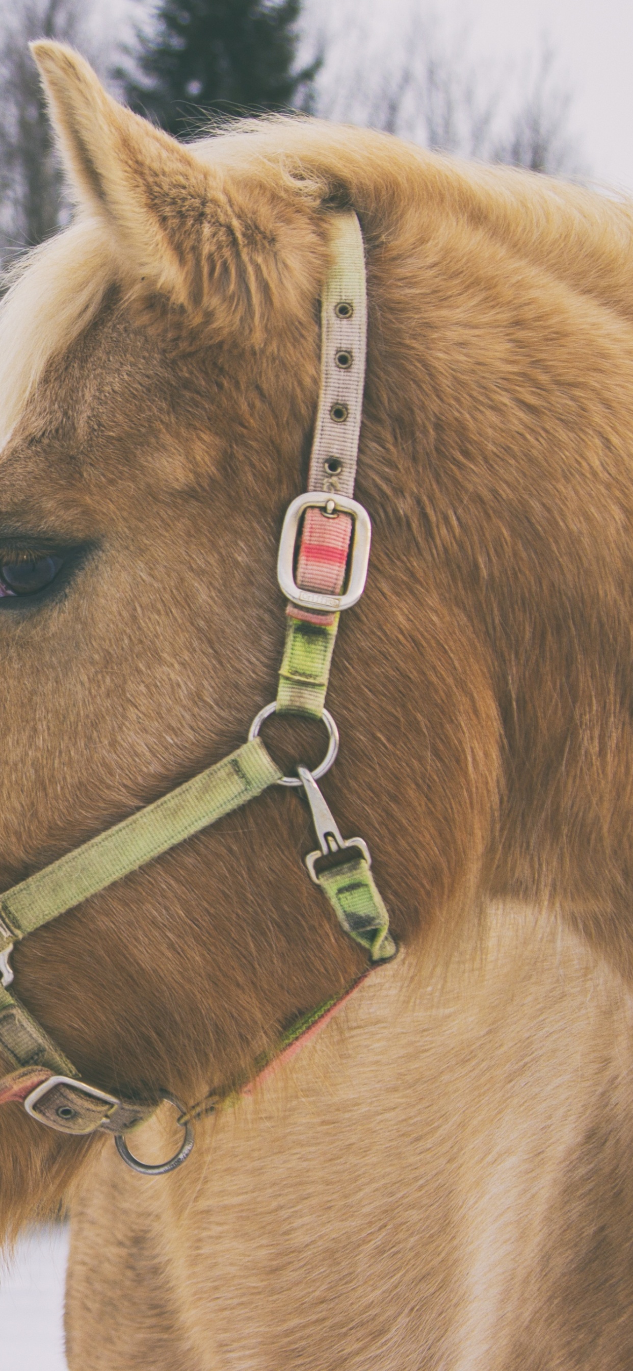 Caballo Marrón Sobre Suelo Cubierto de Nieve Durante el Día. Wallpaper in 1242x2688 Resolution