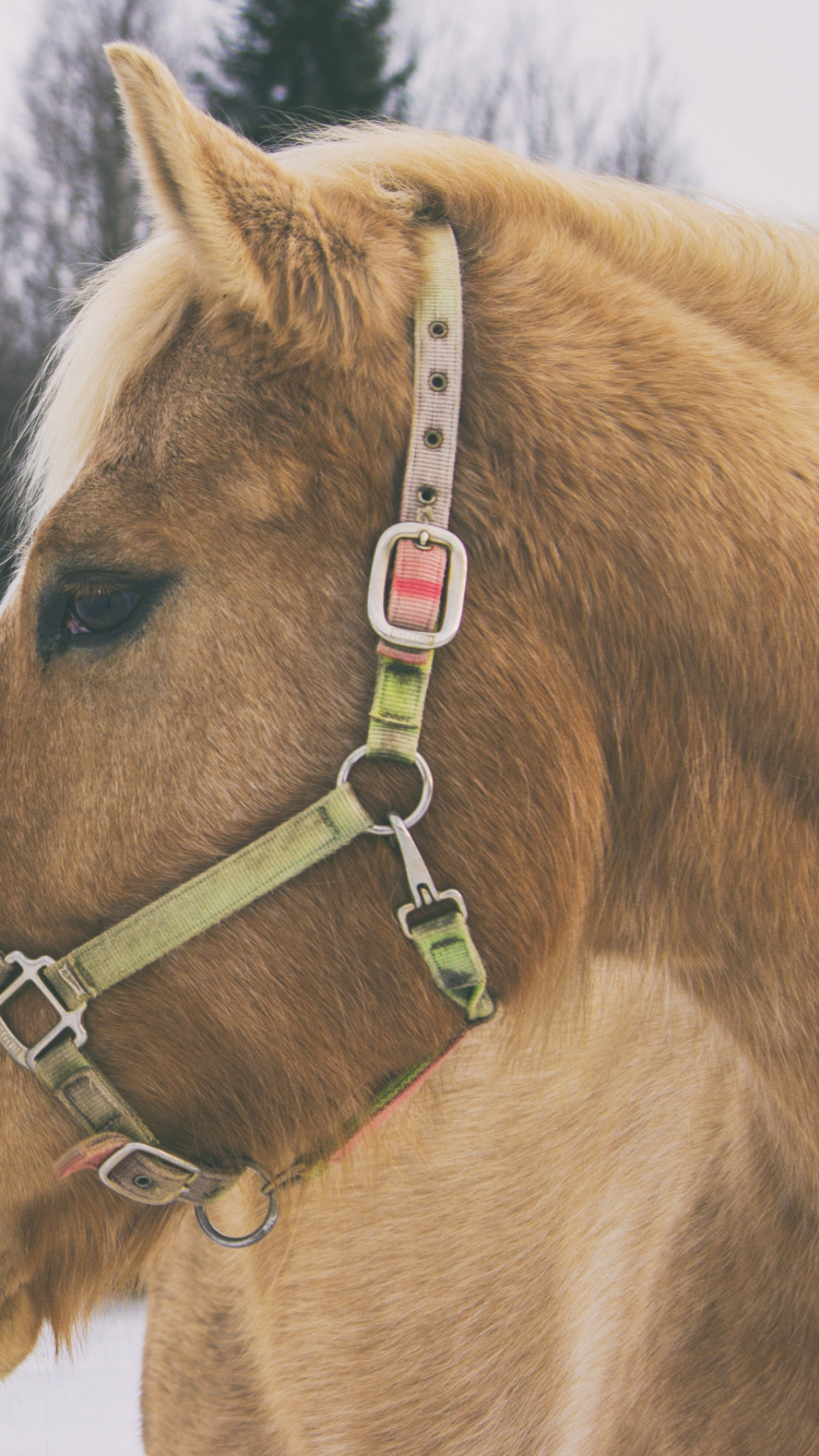 Caballo Marrón Sobre Suelo Cubierto de Nieve Durante el Día. Wallpaper in 750x1334 Resolution
